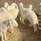 ذبايح حري تابي وتمارا