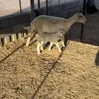 شاه تحتها طلي للبيع - تم البيع