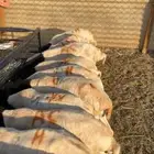 برابر جذعان تربيه العدد19