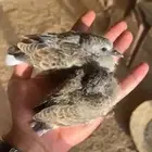 مطلوب فرخ قمري نزل