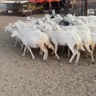 غنم دفع بفحلها