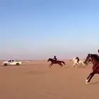 حصان شعبي سرعه ششغال