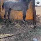 حصان عربي شعبي