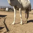 لقحه ثنو كفو