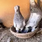 حمام تركي