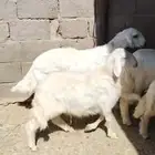 خرفان صفر للبيع