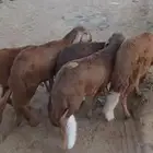 للبيع ذبايح طليان سواكن حمري فاخره