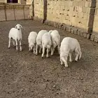 بهم تربيه للبيع - تم البيع