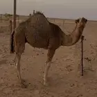 قعود قصب عمره 5شهور