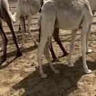 قعدان طيبه شحم