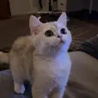 قطة انثى سكوتش ستريت بيور للبيع