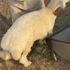 خرفان حرية