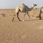 للبيع