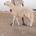فحل حري صنف فاااخر