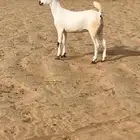 جفره بيشيه فاخره