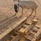 للبيع متبع حريه كفووو ( تم البيع )