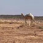 للبيع ناقه ضريبه كفو