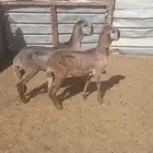 رخلتين سواكن تويمات