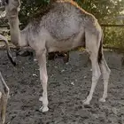 قعدان حشو طيبه