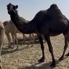 للبيع متلي منتج