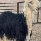 فحل نجدي