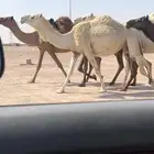 لقحات للبيع تفريد او جمله