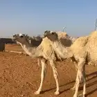 بكار مغاتير