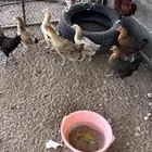 دجاج بياض 8 دجاجت و ثنين ديك