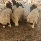 ذبايح مع التوصيل