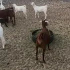 جفار محايليه مع الفحل