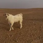 تيس فحل طيب على شرط من كل شي وحار جدا