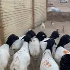 بربري مرابي جذعان برابر