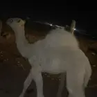 للبيع قعود شحم عمره 5 شهور او 4 شهور