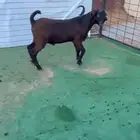 تيس شامي مشروع فحل