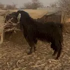 تيس فحل