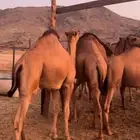 للبيع قعدان فواخر