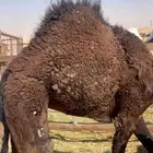 حاشي فل معزول من امه