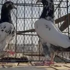 حمام باكستاني تم البيع