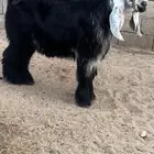 للبيع جذع عارضي معرف سبع شهور
