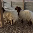 ذبائح نعيم رخال و خرفان