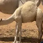 حاشي طيب بلحيل