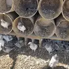 للبيع حمام هندي فراخ