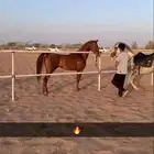 حصان شعبي