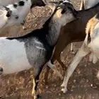 تيوس مستورد