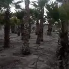 للبيع نخيل زينه واشنطونيا