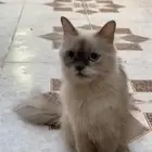 قط .