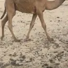 قعدان قصيب طيبه وعلى حليب امهاتها السوم من 4300