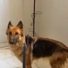 كلب جيرمن للبيع