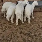 بهم حري رخال مراح للبيع المذنب