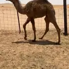 قعدان للبيع